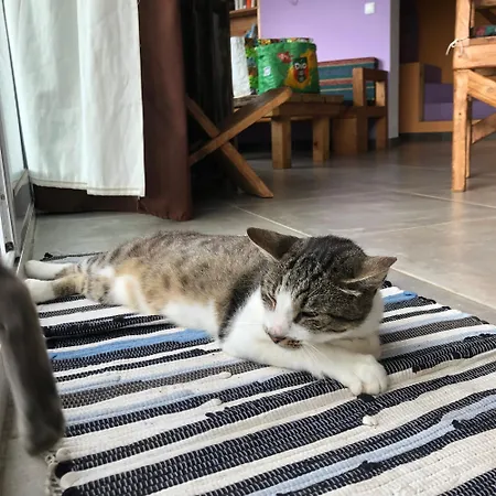 Kwatera prywatna Laranja Casa Citrina *