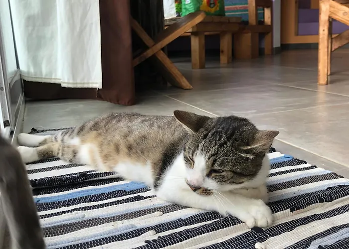 Kwatera prywatna Laranja Casa Citrina *